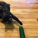 Illustration for article titled Why You Should Resist the Overwhelming Urge to Torment Your Cat With a Cucumber